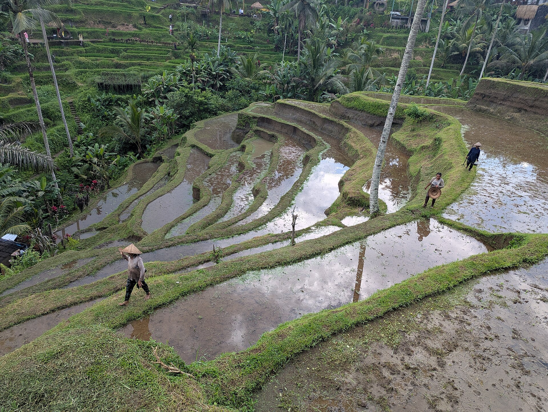 Ảnh Ubud (Bali)